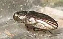 Coyote Bush Buprestid