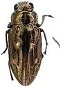 Coyote Bush Buprestid - photo 2