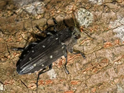 Chrysobothris basalis - photo 2