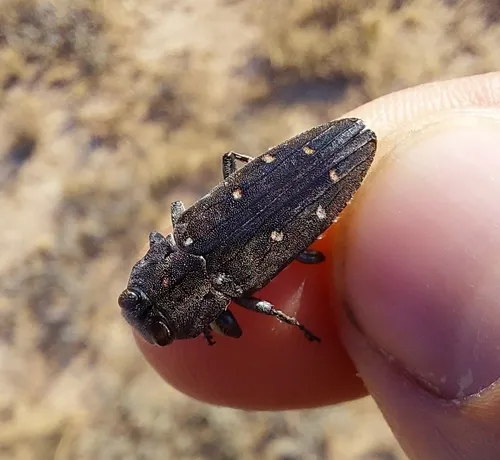 Chrysobothris basalis - photo 3
