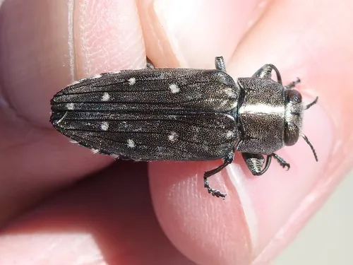 Chrysobothris basalis - photo 4