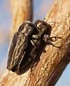 Chrysobothris beyeri - Chrysobothris beyeri