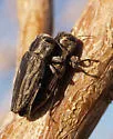 Chrysobothris beyeri - photo 2
