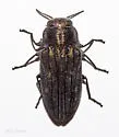 Chrysobothris beyeri - photo 3