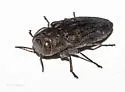 Chrysobothris beyeri - photo 4