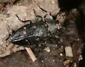 Chrysobothris bimarginicollis - Chrysobothris bimarginicollis