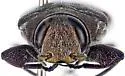 Chrysobothris bimarginicollis - photo 5