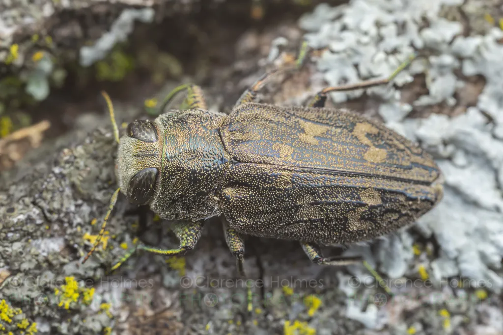 Chrysobothris caddo - photo 2