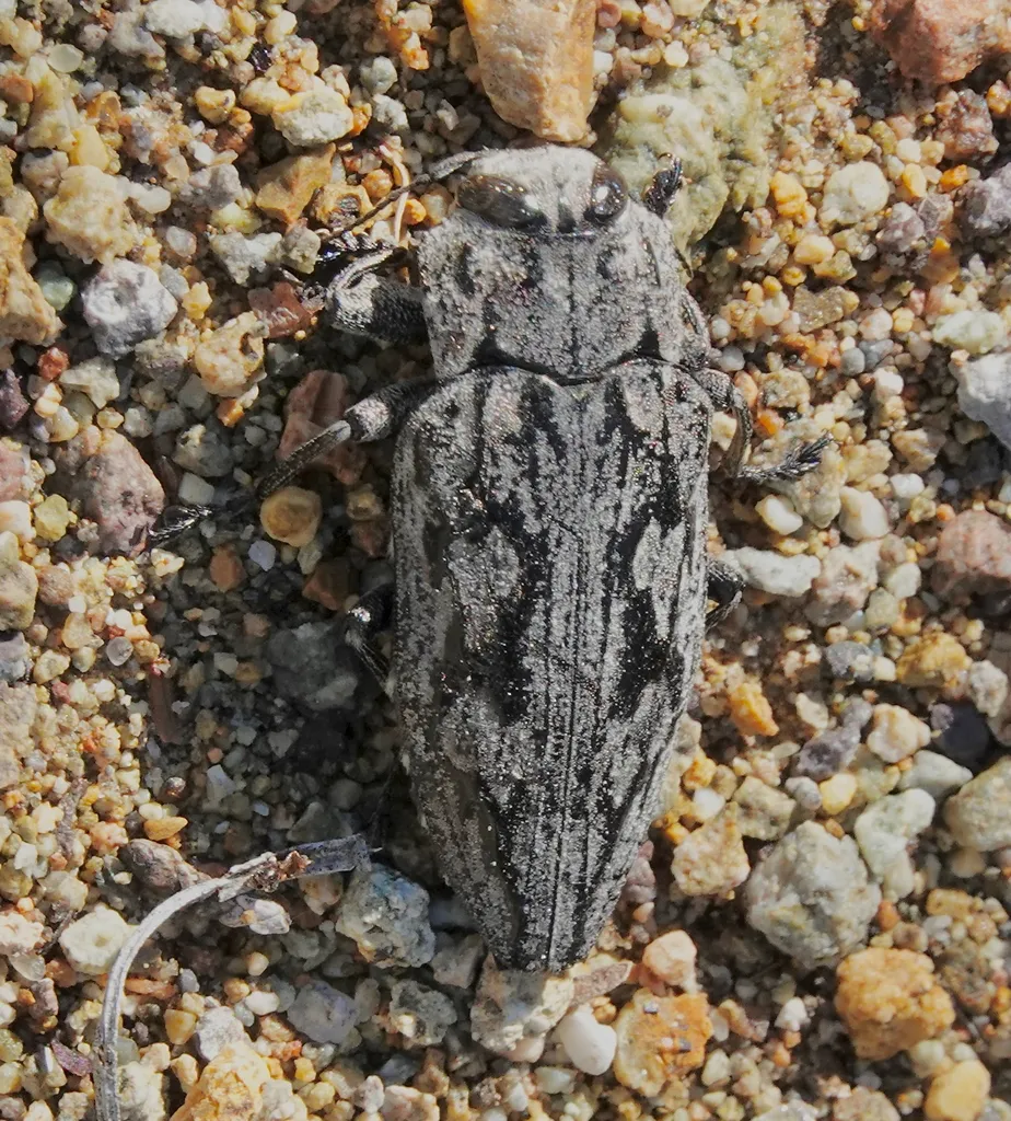 Sculptured Oak Borer - photo 2