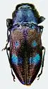 Chrysobothris chlorocephala - photo 2
