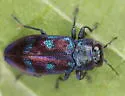 Chrysobothris chlorocephala - photo 3