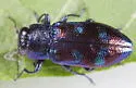 Chrysobothris chlorocephala - photo 4