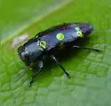 Chrysobothris chrysoela - Chrysobothris chrysoela