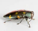 Chrysobothris chrysoela - photo 2