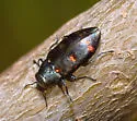 Chrysobothris chrysoela - photo 3