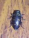 Chrysobothris chrysoela - photo 4