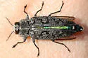 Chrysobothris costifrons - photo 2