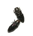 Chrysobothris crandalli - Chrysobothris crandalli