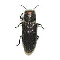 Chrysobothris crandalli - photo 2