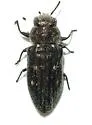 Chrysobothris crandalli - photo 3