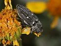 Chrysobothris crandalli - photo 4