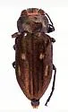 Chrysobothris crandalli - photo 5