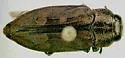 Chrysobothris cribraria - Chrysobothris cribraria