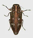 Chrysobothris cribraria - photo 2