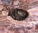 Chrysobothris cribraria - photo 3