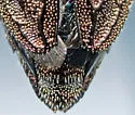 Chrysobothris cribraria - photo 5
