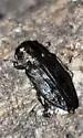Chrysobothris cuprascens - photo 3