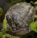 Flatheaded Cypress Cone Borer - photo 2