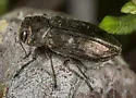 Flatheaded Cypress Cone Borer - photo 3