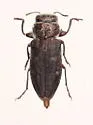 Flatheaded Cypress Cone Borer - photo 4