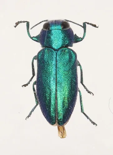 Chrysobothris cyanella - photo 2