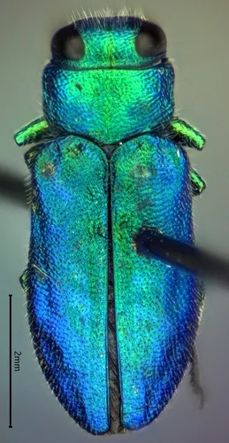 Chrysobothris cyanella - photo 3