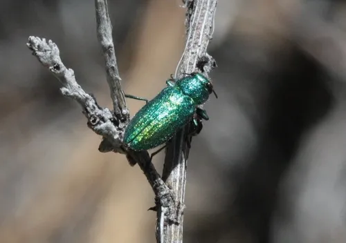 Chrysobothris cyanella - photo 4