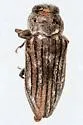 Chrysobothris deserta - Chrysobothris deserta