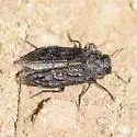 Chrysobothris dolata - photo 3