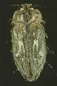 Flatheaded Dudleya Borer - Chrysobothris dudleyaphaga