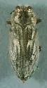 Flatheaded Dudleya Borer - photo 2