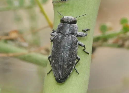 Chrysobothris edwardsii - photo 2