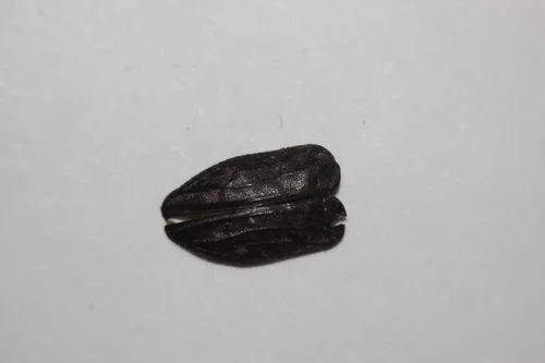 Chrysobothris edwardsii - photo 3