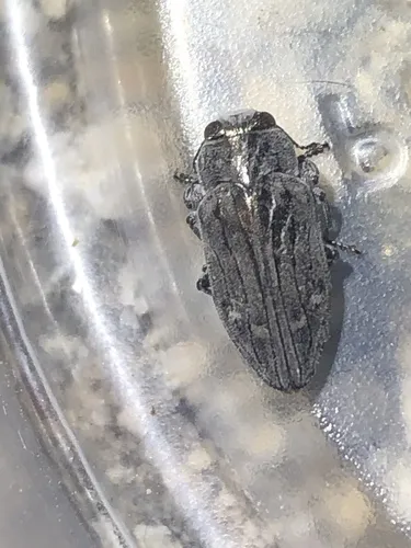 Chrysobothris edwardsii - photo 4