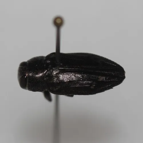 Chrysobothris edwardsii - photo 5