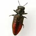 Chrysobothris ephedrae - photo 2