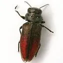 Chrysobothris ephedrae - photo 3
