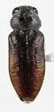 Chrysobothris ephedrae - photo 4