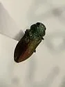 Chrysobothris ephedrae - photo 5