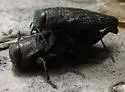 Flatheaded Appletree Borer - photo 2